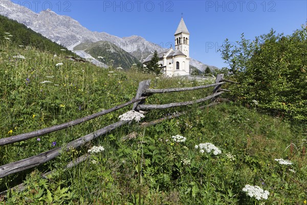 Mountain meadow with fence and flowers Wild carrot