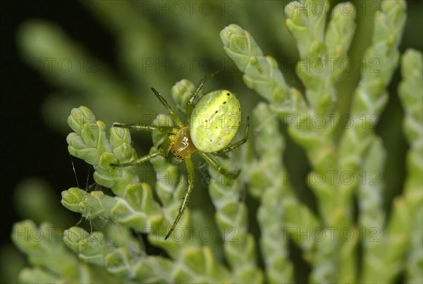 Cucumber green spider