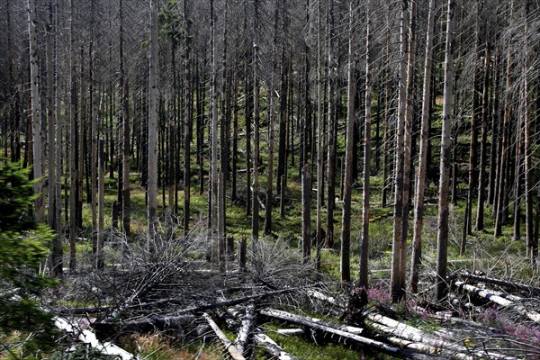 Dead trees