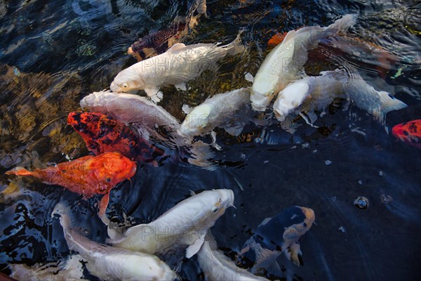 Koi carps swimming in pond