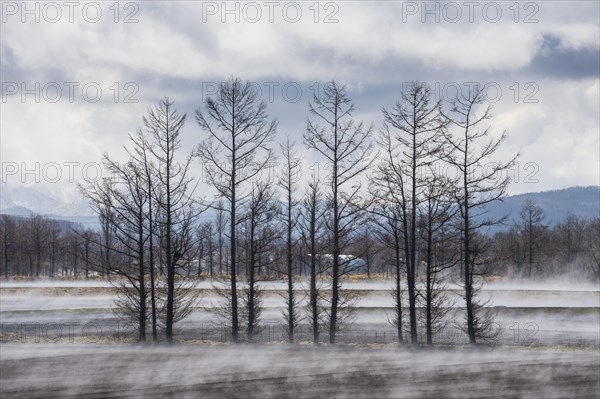 Trees standing in vaporation from the warm ground