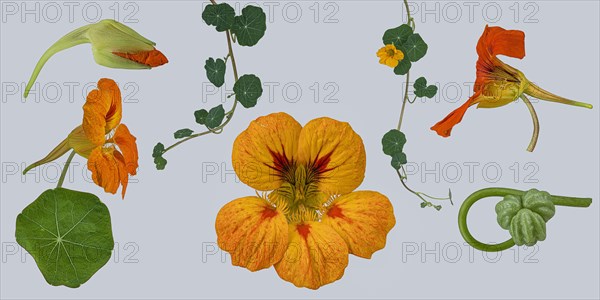 Garden nasturtium