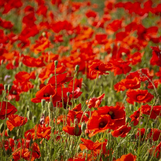 Field of poppies