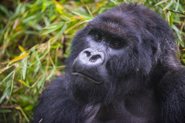 Mountain gorilla