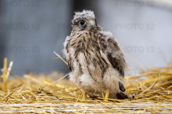 Common kestrel