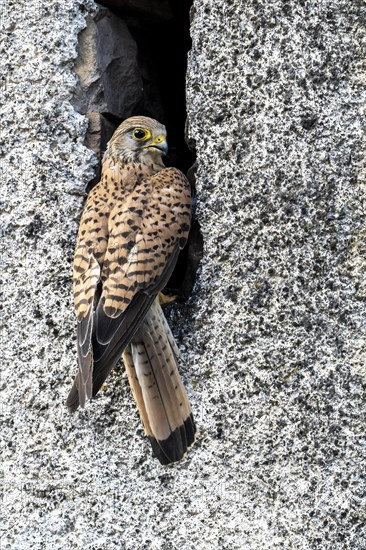 Common kestrel