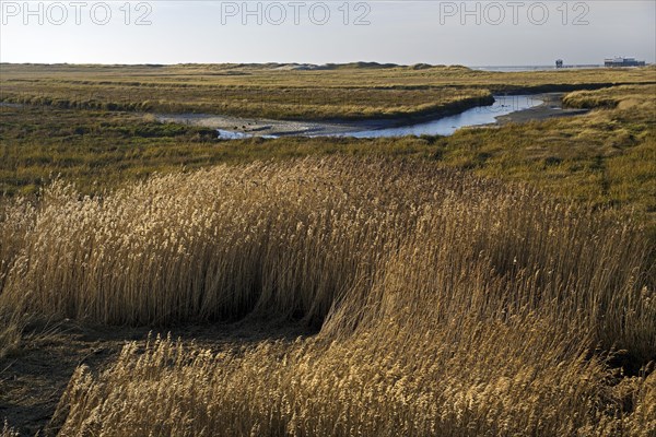 Vegetation and tideways in the Wadden Sea