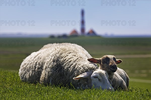 Domestic sheep