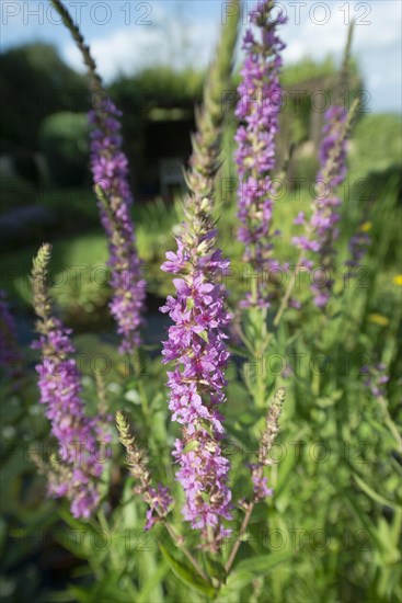 Purple loosestrife