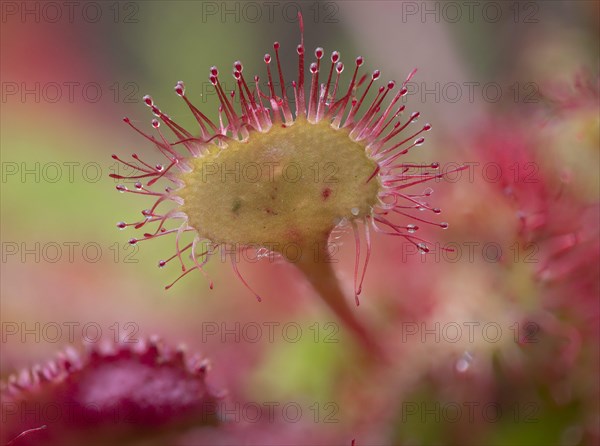 Common sundew