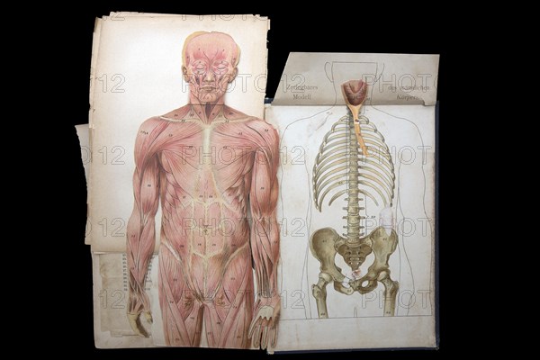 Dismountable model of a male body