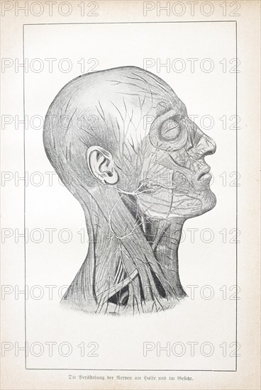 The branching of the nerves in the neck and face