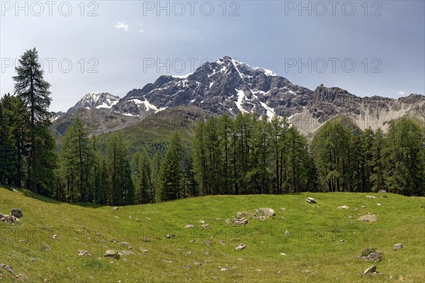 Mountain meadow with conifers