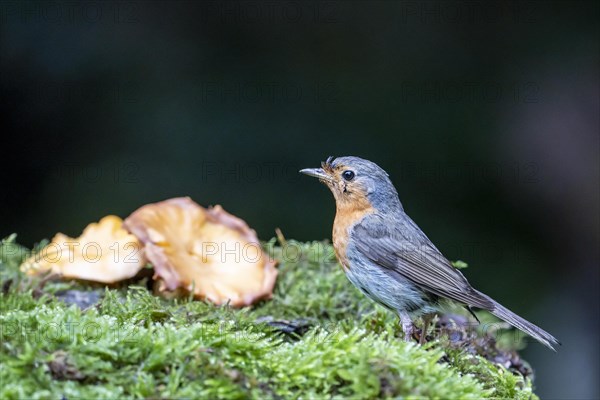 European robin