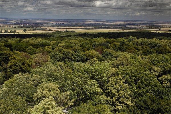 View from the treetop path to Hainich