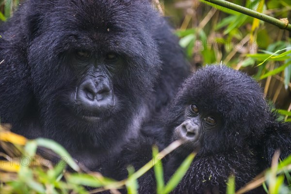 Mountain gorilla