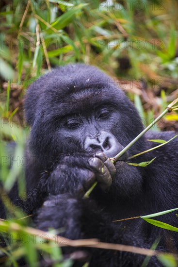 Mountain gorilla