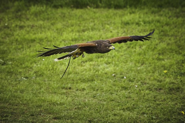 Harris Hawk