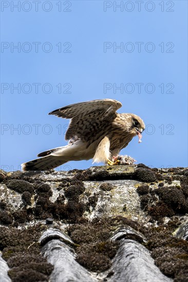 Common kestrel