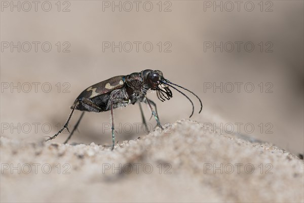 Northern dune tiger beetle