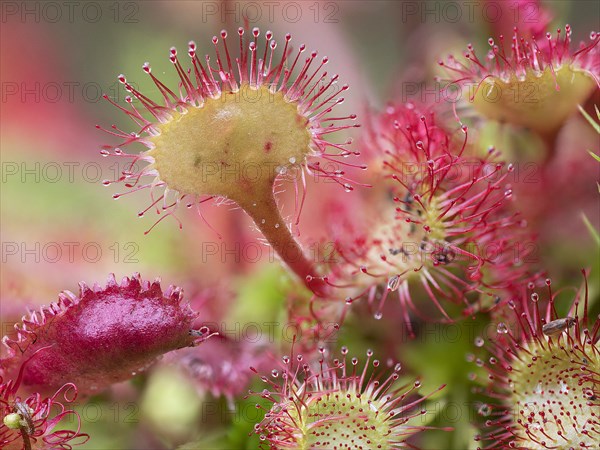 Common sundew