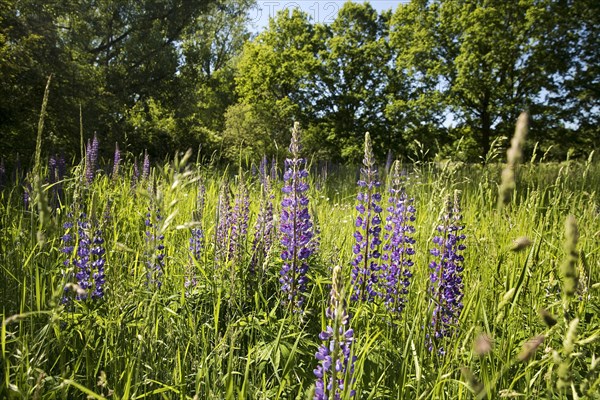 Floodplain landscape with lupines