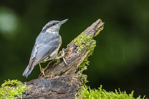 Eurasian nuthatch