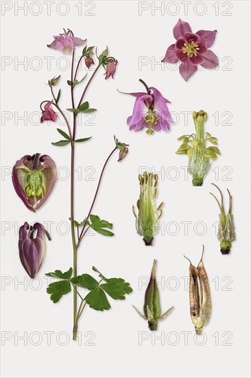 European columbine