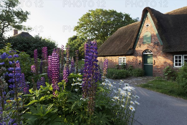 Farm garden with lupines