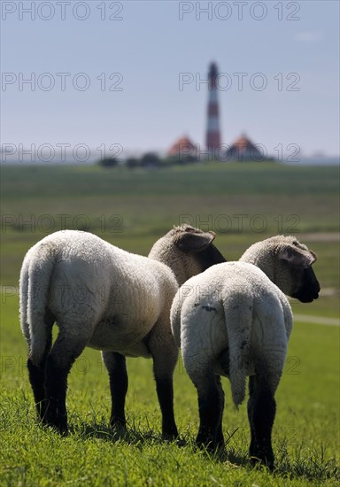 Domestic sheep