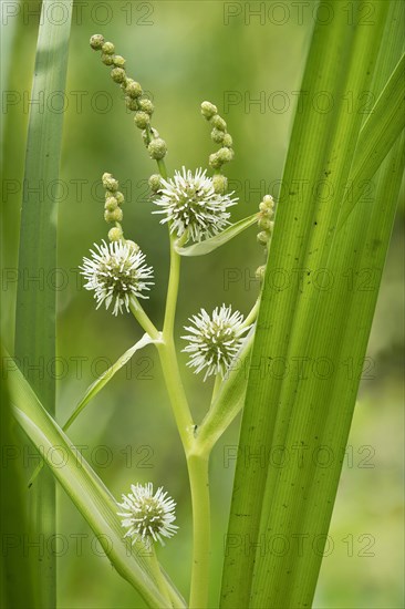 Simplestem bur-reed