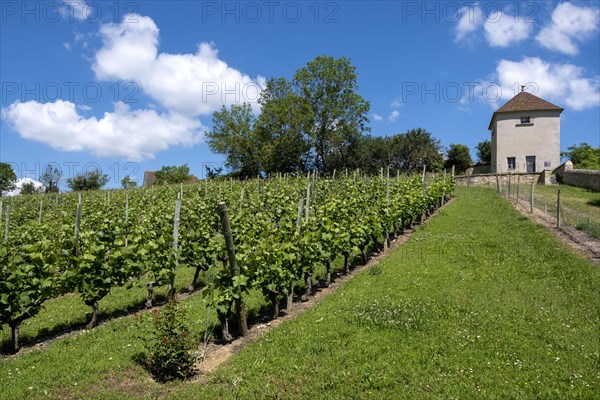 Conservatory of old vineyards of Saint-Pourcain at the foot of the Chareil-Cintrat castle