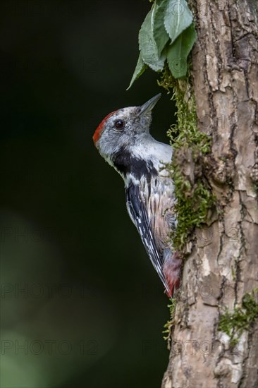 Middle spotted woodpecker