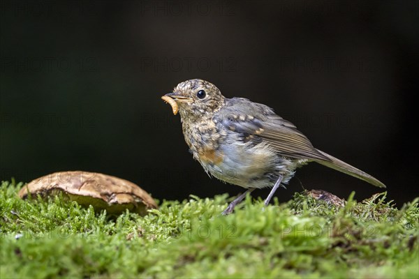 European robin