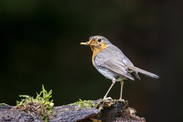 European robin