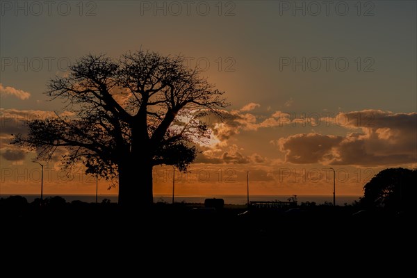 Silhouette of Baobab