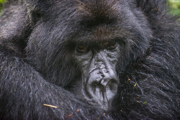 Mountain gorilla