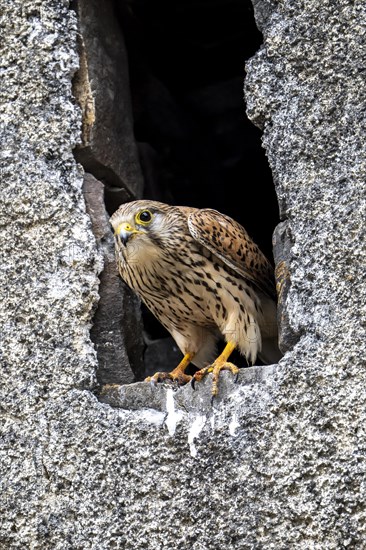 Common kestrel