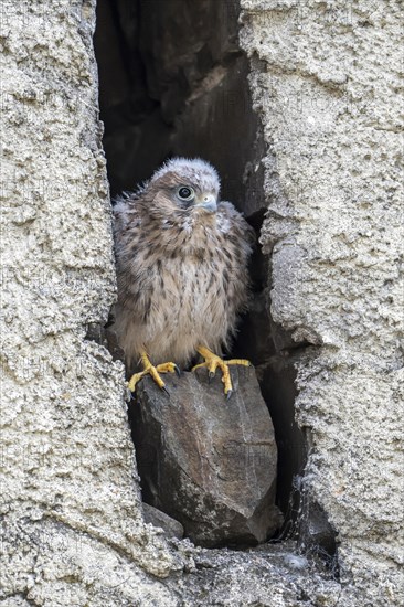 Common Common Kestrel