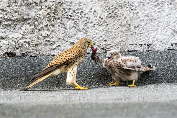 Common kestrel