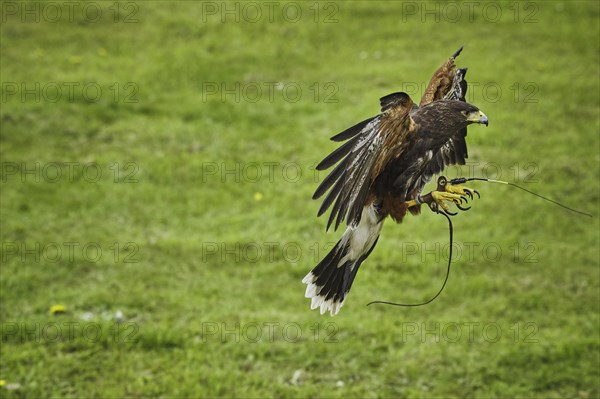 Harris Hawk