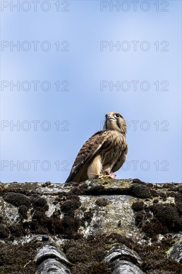 Common kestrel