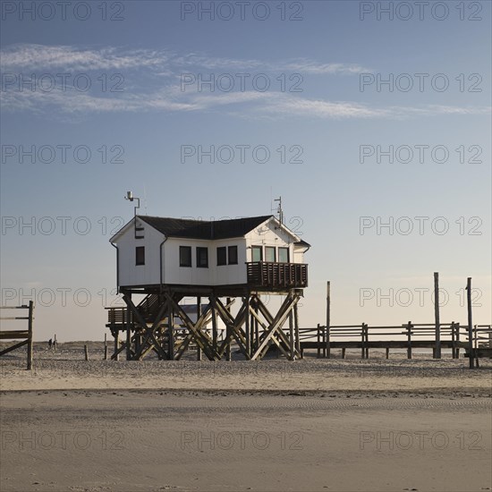 Pile dwelling in the mudflats at low tide