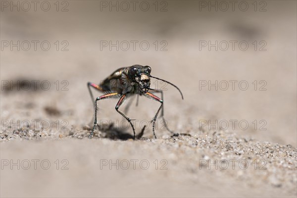 Northern dune tiger beetle