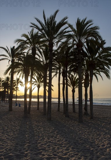 Silhouette of palm trees at sunrise