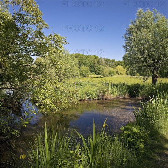 Floodplain landscape with the Erft in spring