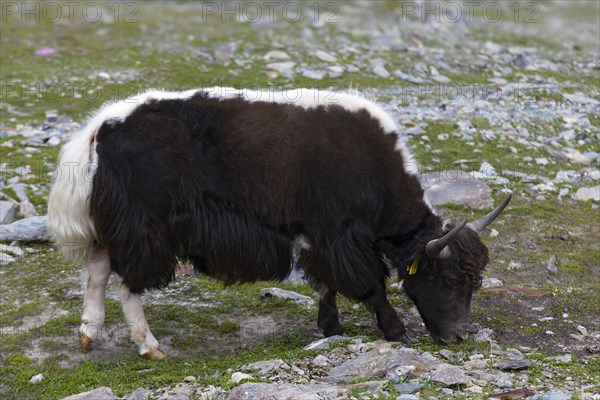 Tibetan domestic Yak