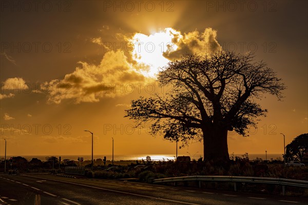 Silhouette of Baobab