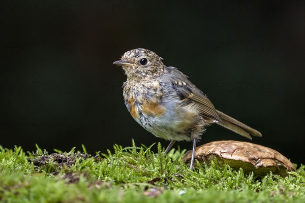 European robin