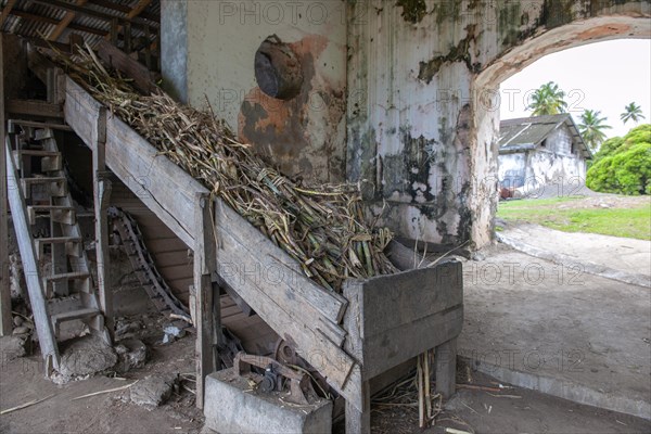 Chopped sugar cane ready for further processing for traditional rum distillery